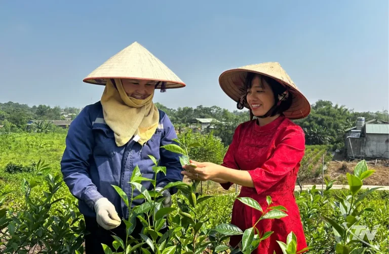 Quy hoạch vùng chè từ nhu cầu thị trường